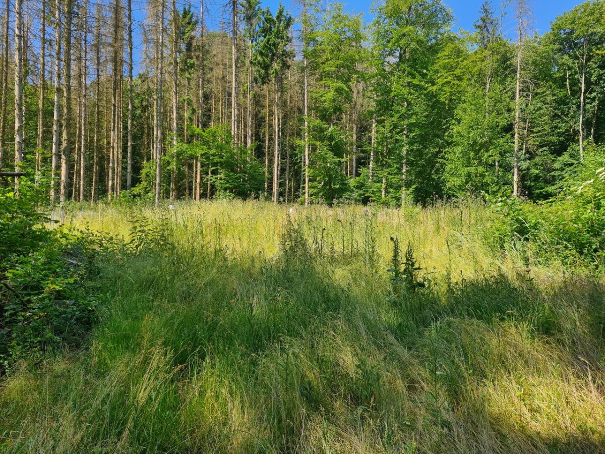 Im Vordergrund die neuen, noch recht kleine Setzlinge. Im Hintergrund die großen Tannen und andere Bäume des Tiergartenmoores zu sehen.