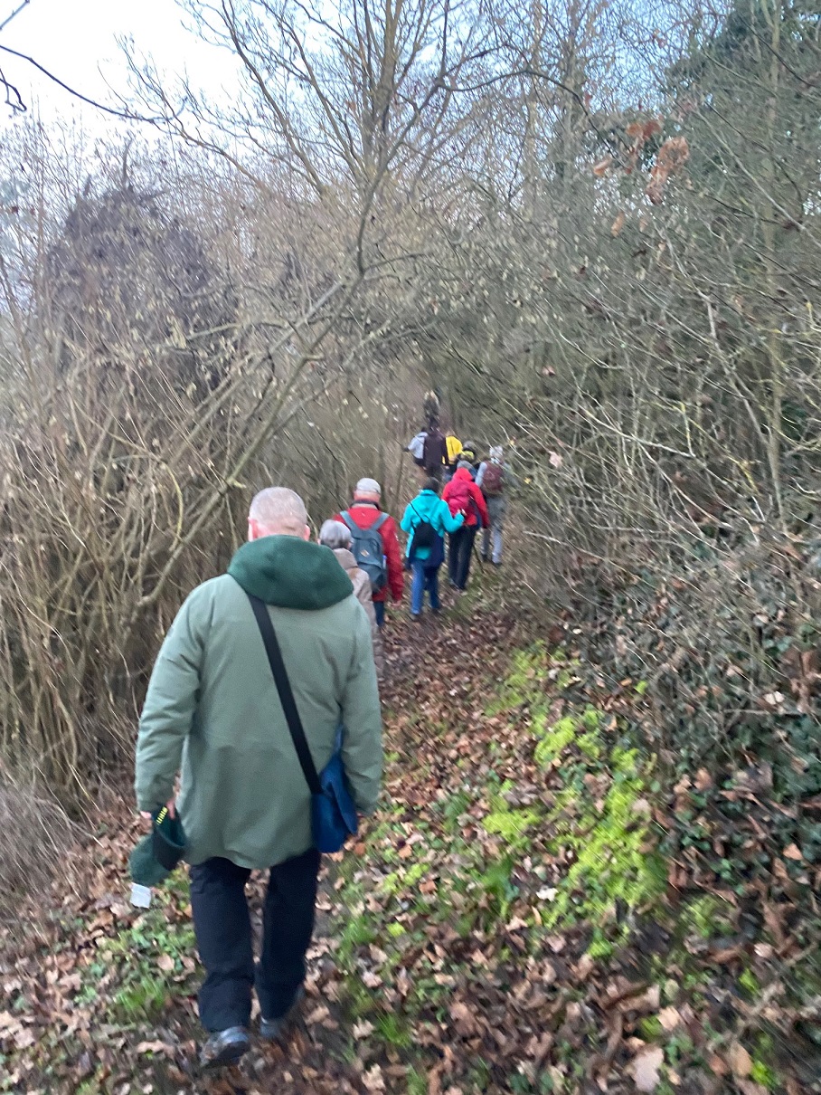 Die Wandertruppe von hinten auf ihrem Weg durch den Wald